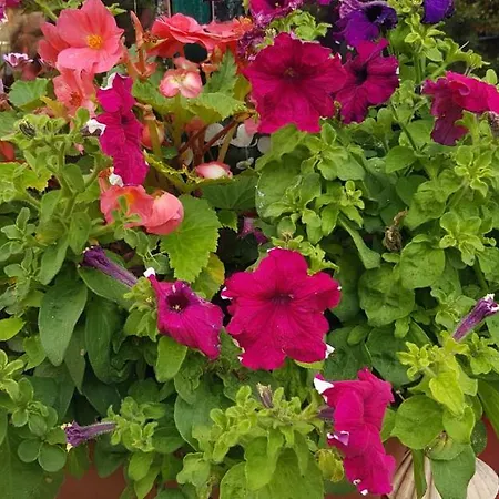 Traditional Stradbally キャッスルグレゴリー