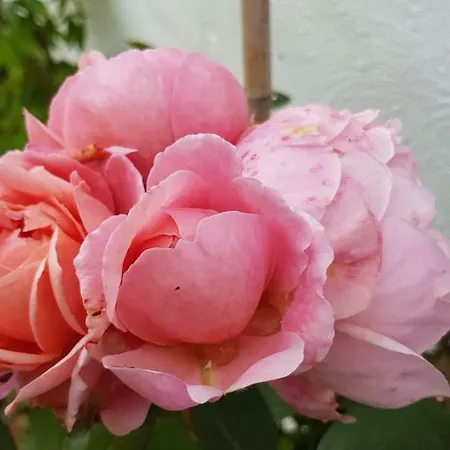 Traditional Stradbally