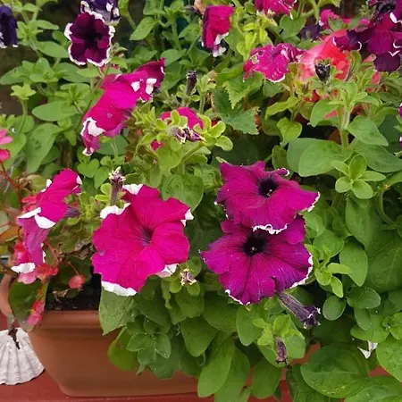 Traditional Stradbally キャッスルグレゴリー