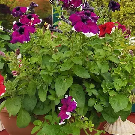 別荘 Traditional Stradbally *