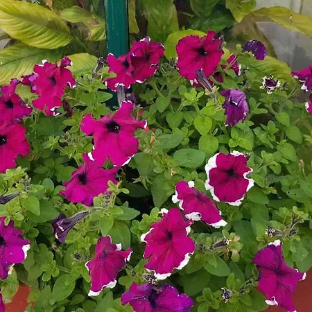 Σπίτι διακοπών Traditional Stradbally *