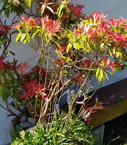 Traditional Stradbally