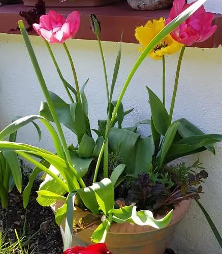 Traditional Stradbally