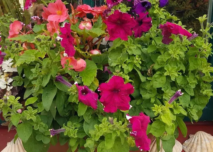 Traditional Stradbally 卡索格加里