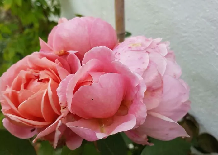 Traditional Stradbally