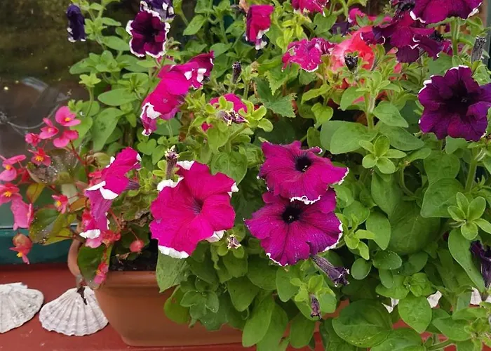 Traditional Stradbally Castlegregory