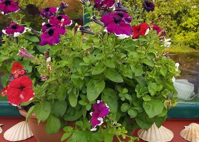 Сasa de vacaciones Traditional Stradbally *