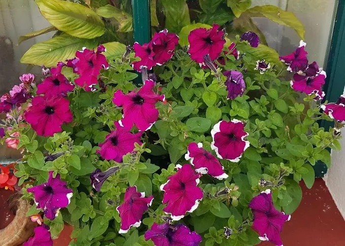 度假居 Traditional Stradbally *